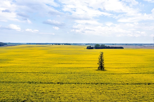 Paesaggio rurale con un abete solitario nel mezzo di una giornata di colza gialla in una giornata di sole