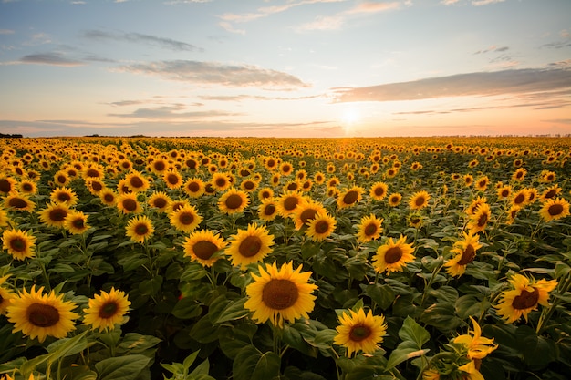 Paesaggio rurale del campo dei girasoli dorati di fioritura mentre tramonto in Ucraina