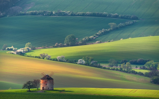 Paesaggio rurale di estate con il mulino a vento antico e gli alberi di fioritura bianchi