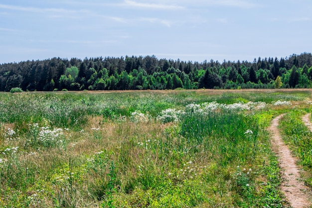 Paesaggio rurale estivo. Campo, foresta e cielo blu.