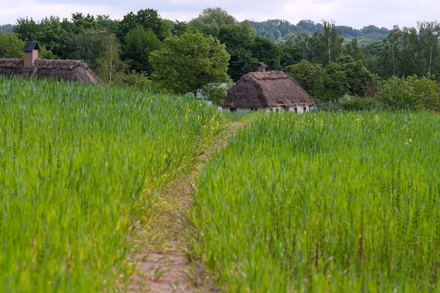 Paesaggio rurale estivo in una giornata di sole