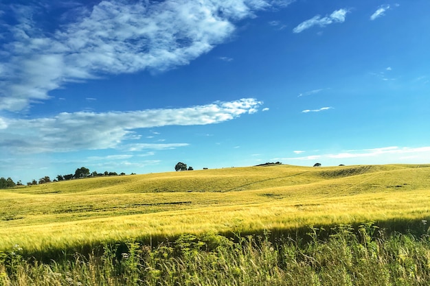 Paesaggio rurale idilliaco dell'agricoltura sullo sfondo del cielo blu