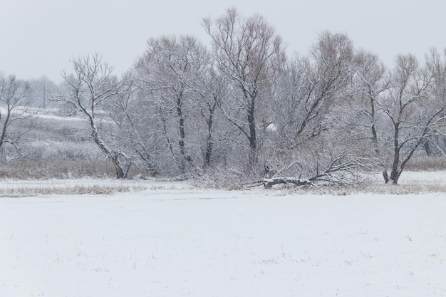 Paesaggio rurale invernale con prato innevato e alberi coperti di neve