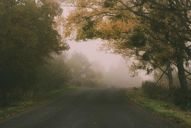 Paesaggio rurale nebbioso autunnale con strada automobilistica e alberi rossi Umore di silenzio autunnale stagionale