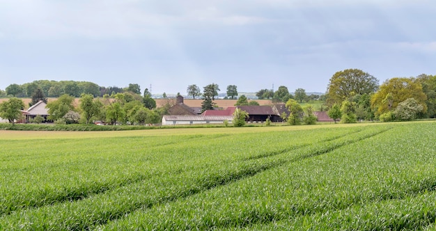 paesaggio rurale primaverile