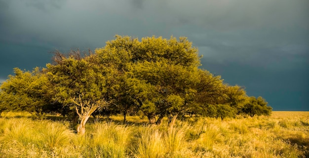 Paesaggio rurale Provincia di Buenos Aires Argentina