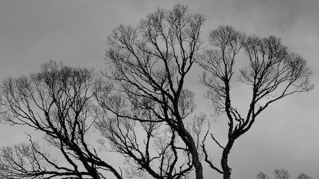 Paesaggio rurale Silhouette di un vecchio albero senza foglie contro un cielo grigio Russia