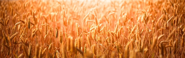 Paesaggio rurale Spighe di grano in un campo di grano