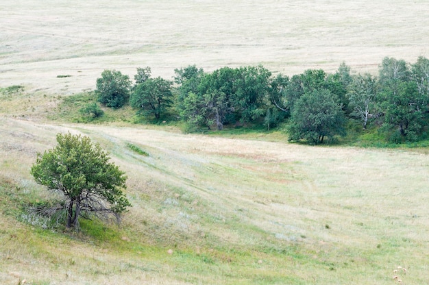 Paesaggio rurale. steppa della foresta