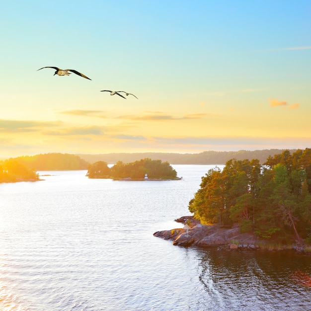 Paesaggio scandinavo con piccole isole al tramonto e gabbiani in volo