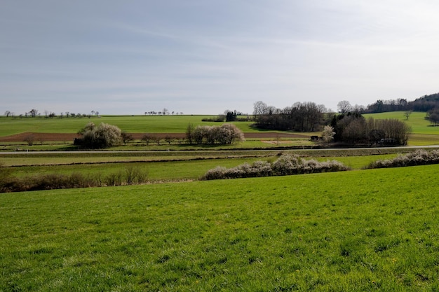 Paesaggio scena all'aperto fauna selvatica mattina stagione verde in estate