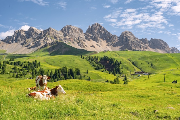 Paesaggio scenico con animale sul campo di pascolo