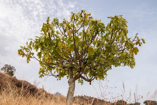 Paesaggio secco con un albero di fico