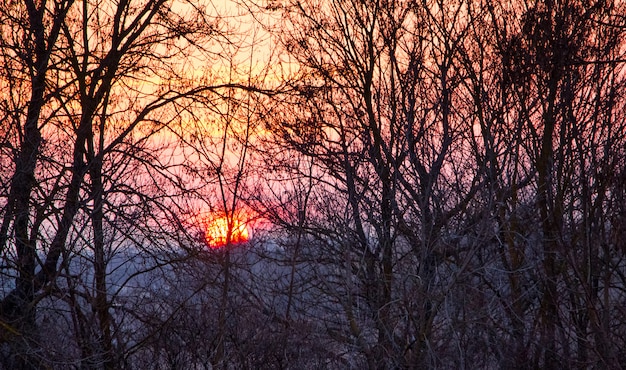 Paesaggio serale del tramonto tra fitti alberi