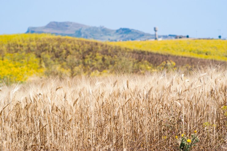 Foto paesaggio siciliano con spighe di grano
