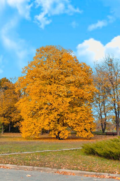 Paesaggio soleggiato autunnale