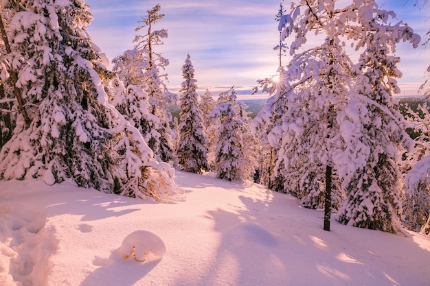 Paesaggio soleggiato invernale con grandi alberi di pino innevati Bella natura del nord Finlandia Lapponia