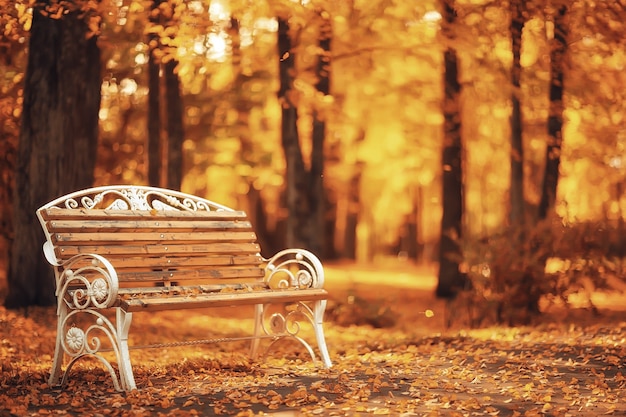 Paesaggio soleggiato nel parco autunnale, parco arancione di sfondo stagione autunnale