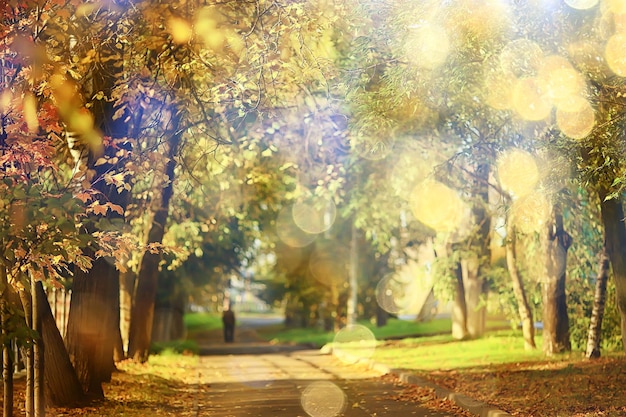 Paesaggio soleggiato nel parco autunnale, parco arancione di sfondo stagione autunnale