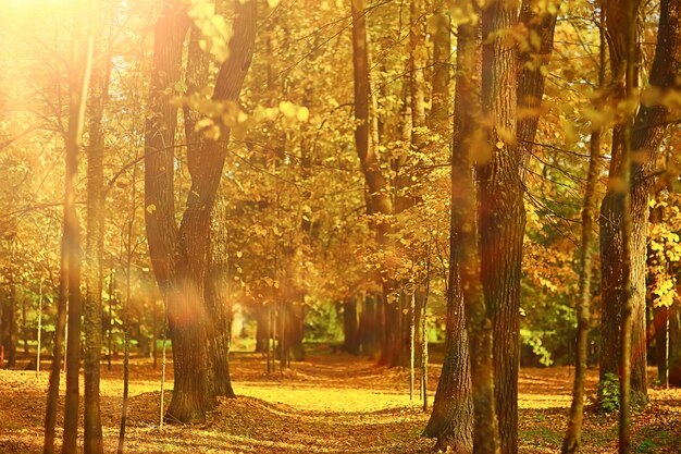 Paesaggio soleggiato nel parco autunnale, parco arancione di sfondo stagione autunnale