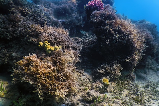 Paesaggio sottomarino della barriera corallina con alghe sfondo sottomarino blu
