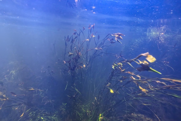 paesaggio sottomarino lago trasparente / ecosistema di acqua dolce paesaggio insolito sott'acqua