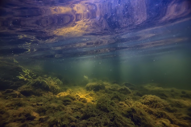 paesaggio sottomarino multicolore nel fiume, acqua limpida di alghe, piante sott'acqua