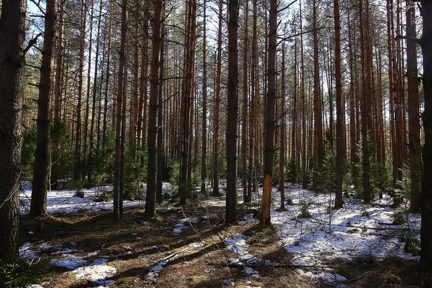 paesaggio stagionale astratto all'inizio della primavera nella foresta, raggi del sole e vista della natura abbagliante