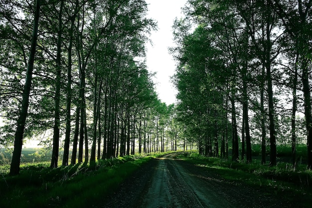 paesaggio strada vicolo alberi verdi