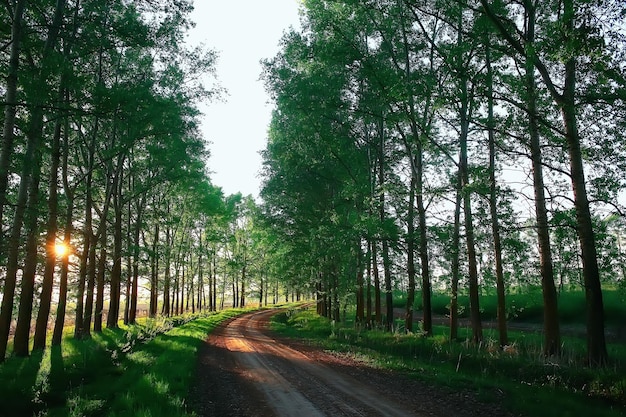 paesaggio strada vicolo alberi verdi