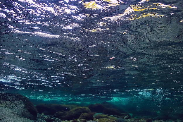 paesaggio subacqueo di acqua dolce, sfondo dell'ecosistema del lago di montagna in estate, sotto la vista dell'acqua