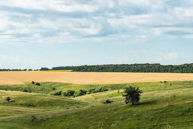 Paesaggio terrestre ucraino in estate