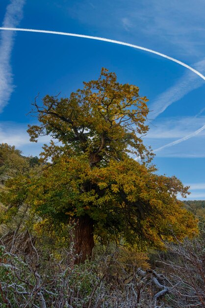 Paesaggio tipicamente autunnale nei campi andalusi