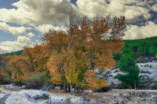 Paesaggio tipicamente autunnale nei campi andalusi