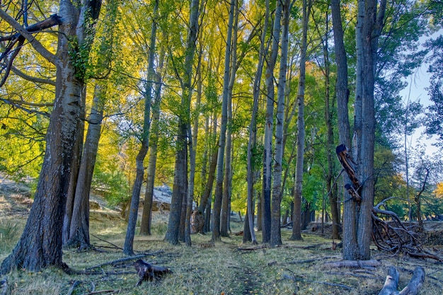 Paesaggio tipicamente autunnale nei campi andalusi