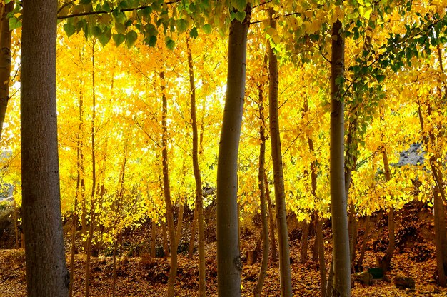 Paesaggio tipicamente autunnale nei campi andalusi