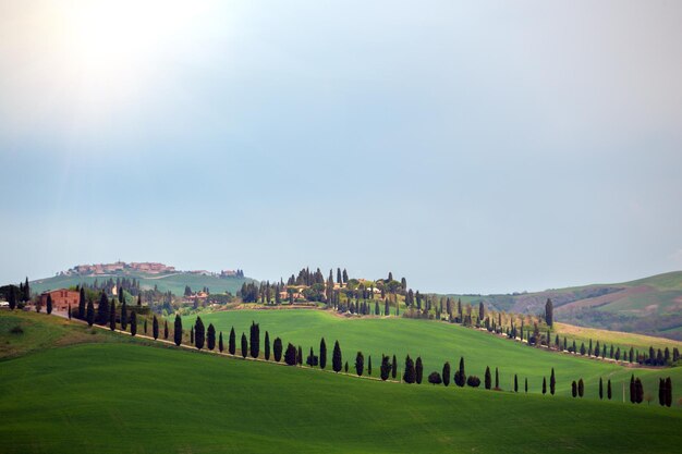 Paesaggio toscano con vicolo dei cipressi