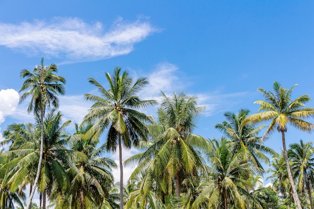 Paesaggio tropicale con le palme Fuoco selettivo.