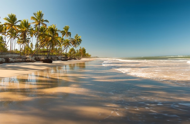 Paesaggio tropicale con spiaggia con alberi di cocco al tramonto