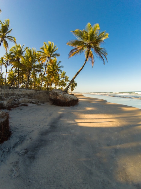 Paesaggio tropicale con spiaggia con palme da cocco al tramonto.