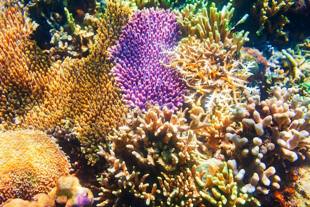 Paesaggio tropicale della barriera corallina subacquea