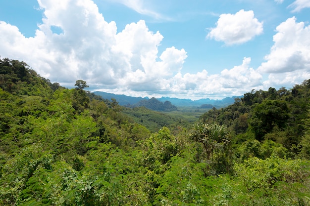 Paesaggio tropicale della collina della foresta pluviale