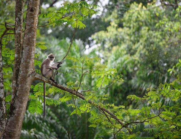 Paesaggio tropicale della foresta pluviale con la scimmia che si siede su un albero