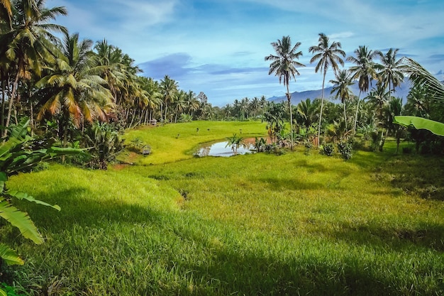 Paesaggio tropicale indonesiano