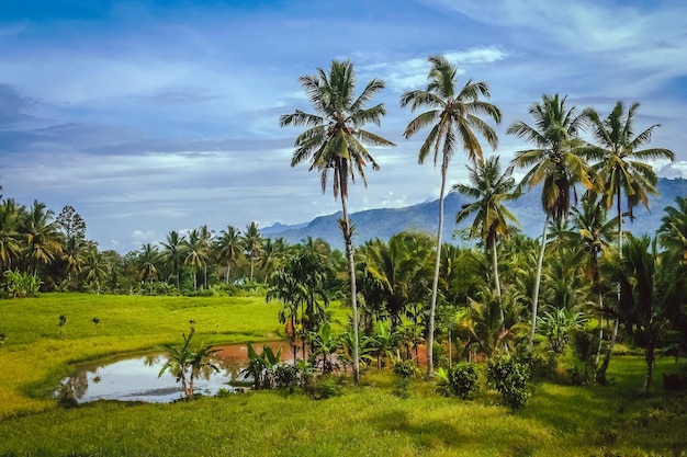 Paesaggio tropicale indonesiano