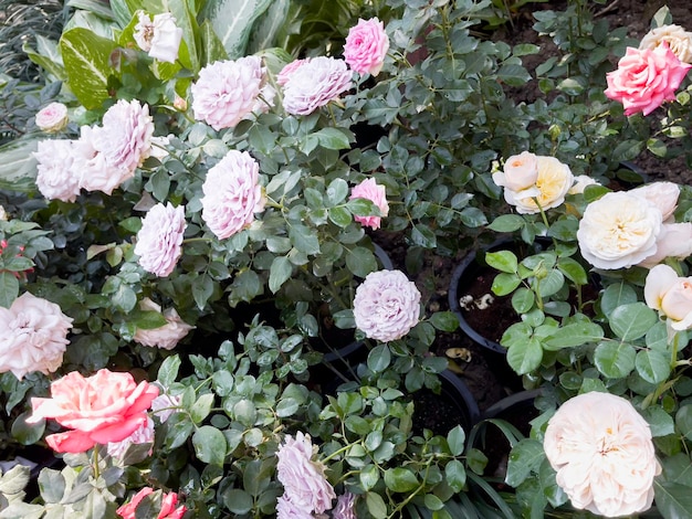 Paesaggio tropicale nel giardino di casa