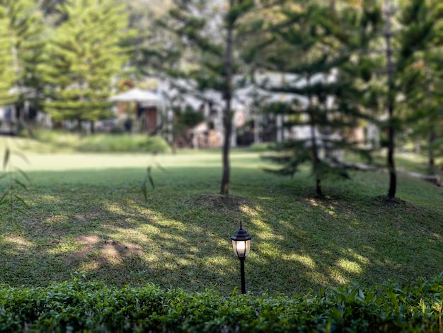 Paesaggio tropicale nel giardino di casa