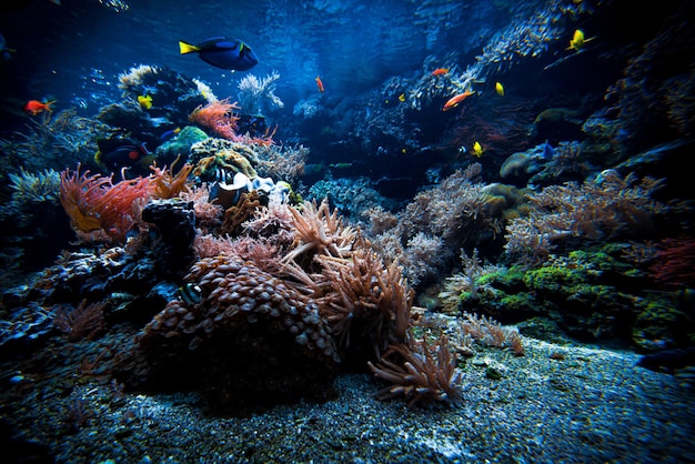 Paesaggio tropicale variopinto della barriera corallina Vita nell'oceano
