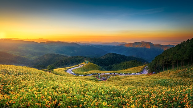 Paesaggio "Tung Bua Tong" o campo di girasole messicano al cielo di alba