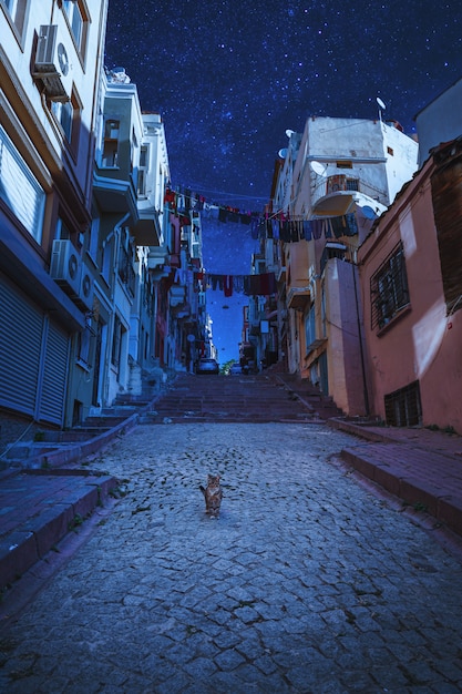 Paesaggio urbano notturno da favola. Panorama della Turchia. Vecchia vista strada con gatto randagio